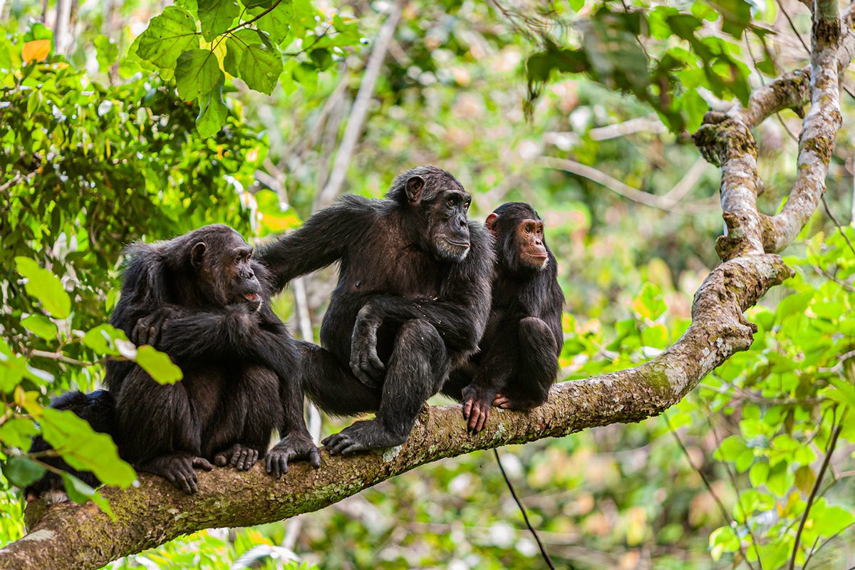 chimpanzee family in mahale mountains