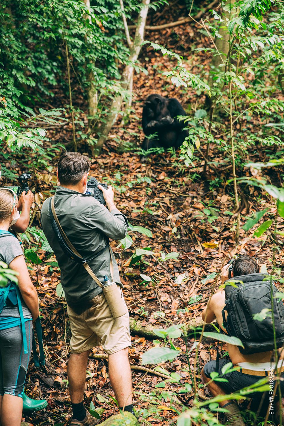 trekking for chimps in tanzania