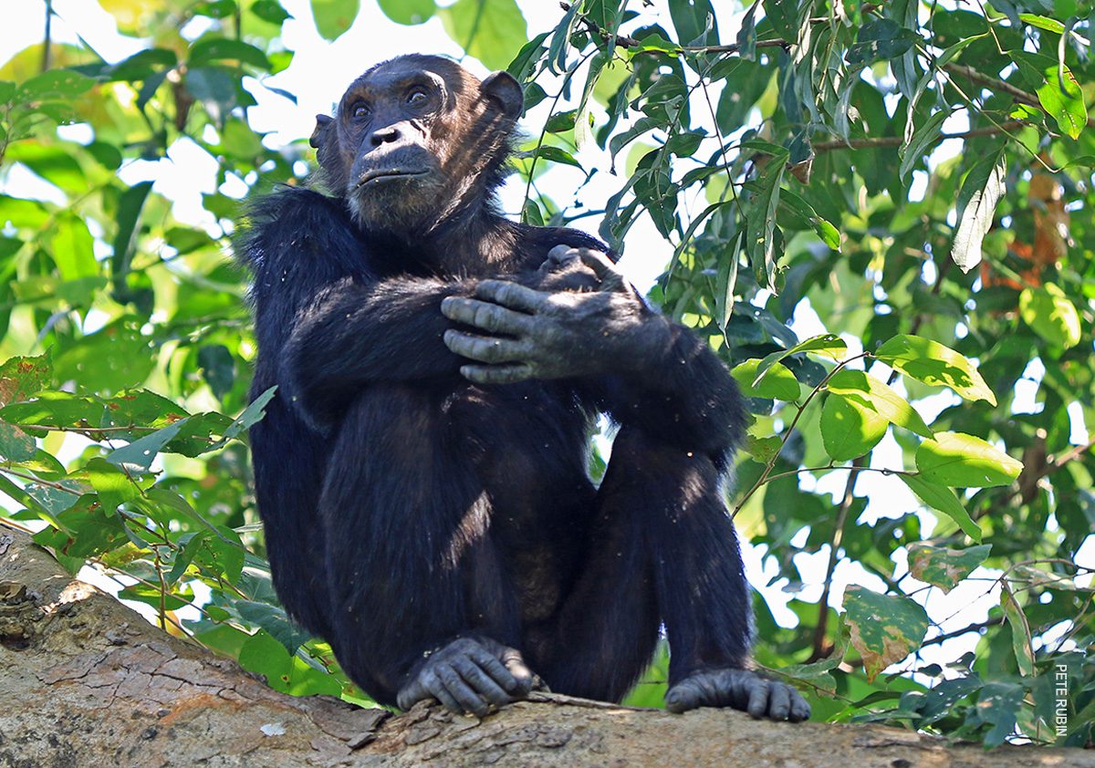 chimp in mahale mountains