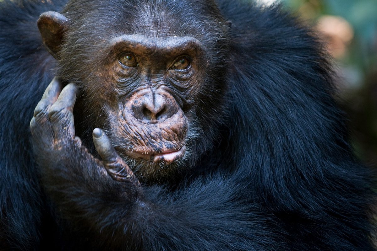 close up of chimp in tanzania