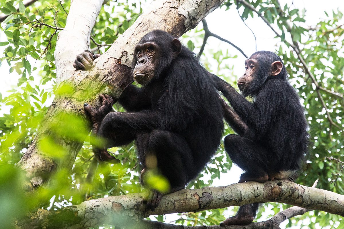 chimps grooming