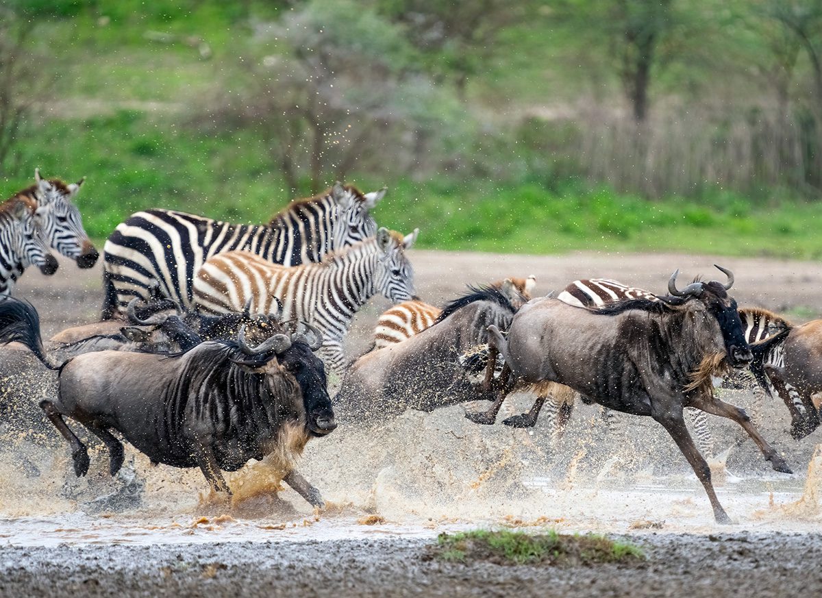 great migration of wildebeest and zebra in serengeti