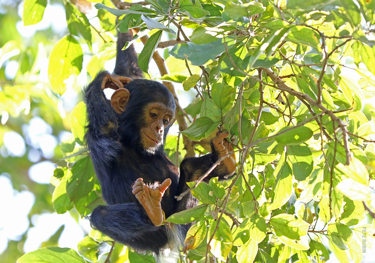 playful chimp in mahale