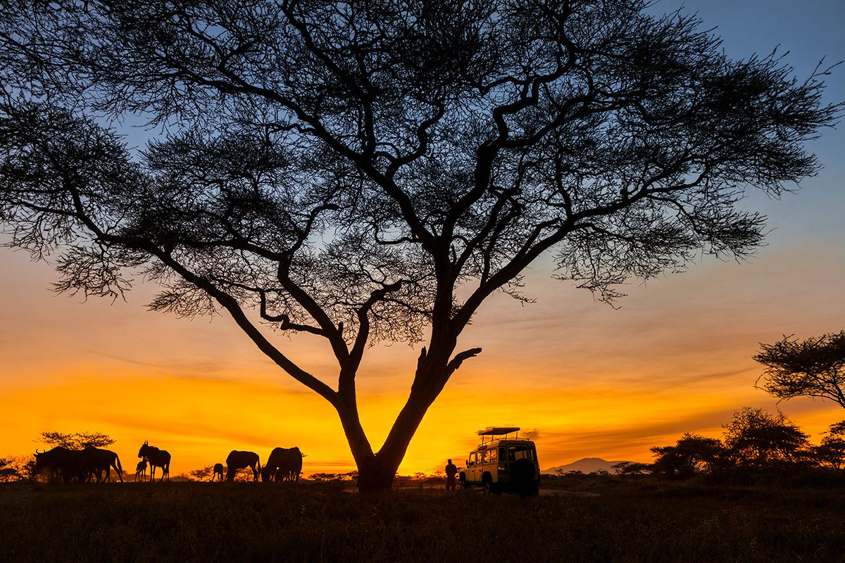 sunset silhouettes rover and wildlife on safari