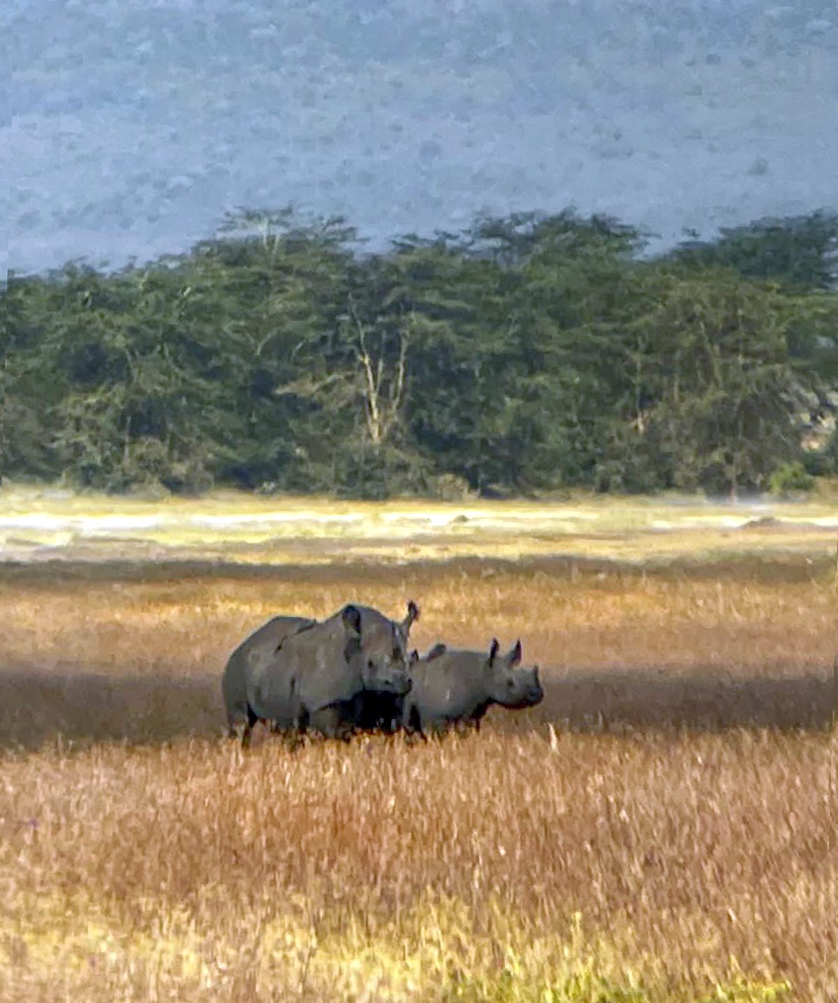 rhino and calf in ngorongoro crater