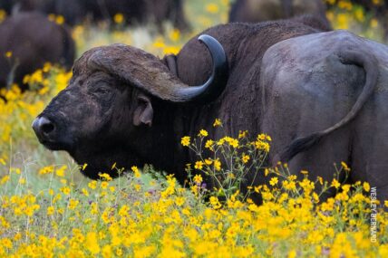 closeup of buffalo in tanzania