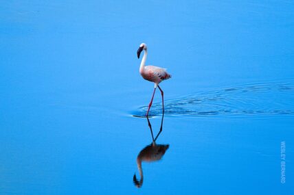 beautiful photo of flamingo in ngorongoro crater lake taken by photo safari leader wesley bernard