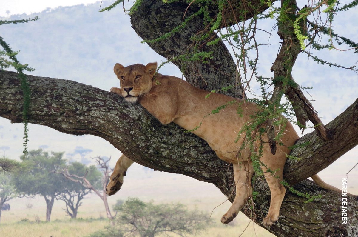 pregnant lion rests in tree in serengeti national park tanzania