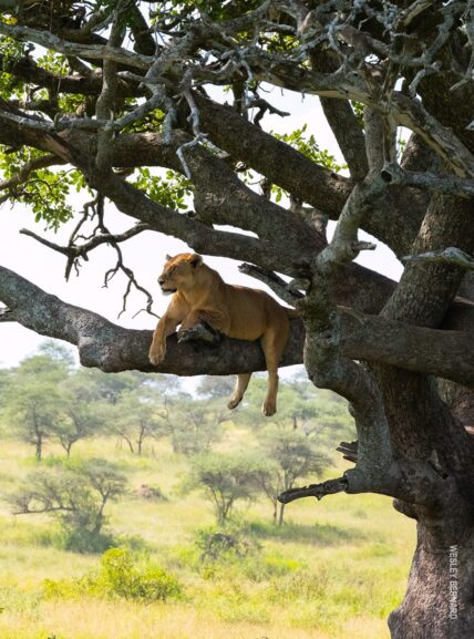 lion high in branches of a tree in serengeti