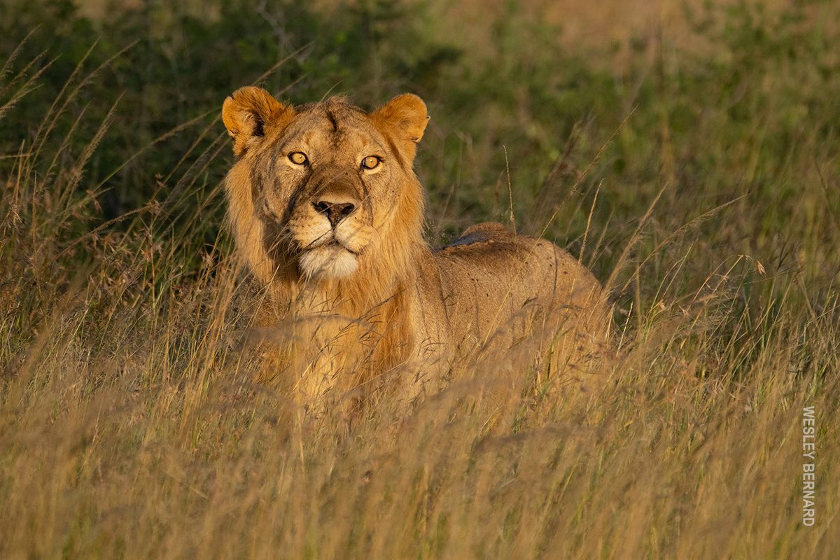 young male lion in grasses in serengeti