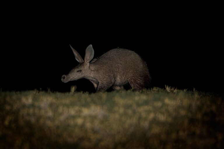 aardvark at night