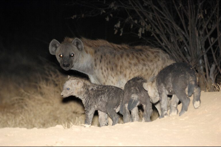 hyena with cubs at night