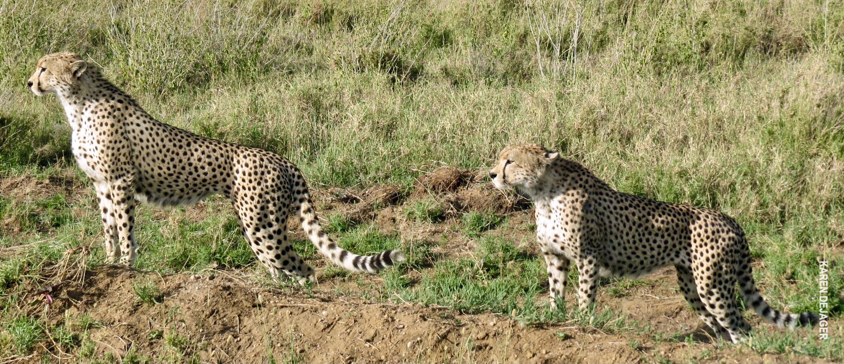 cheetah brothers in serengeti