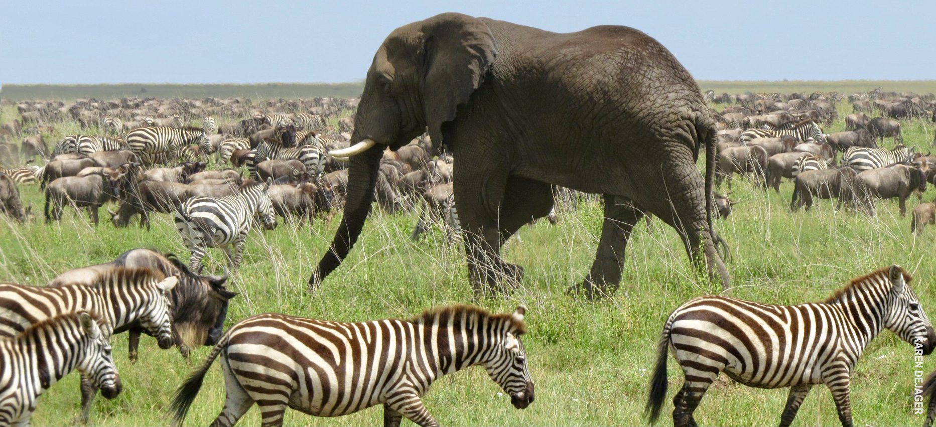 great migration and elephant in serengeti tanzania