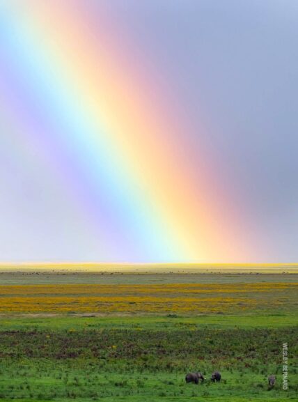 elephants under rainbow in ngorongoro crater