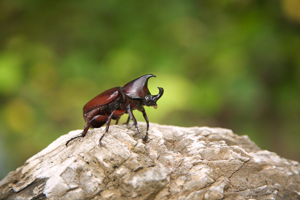 rhinoceros beetle is part of the little five animals