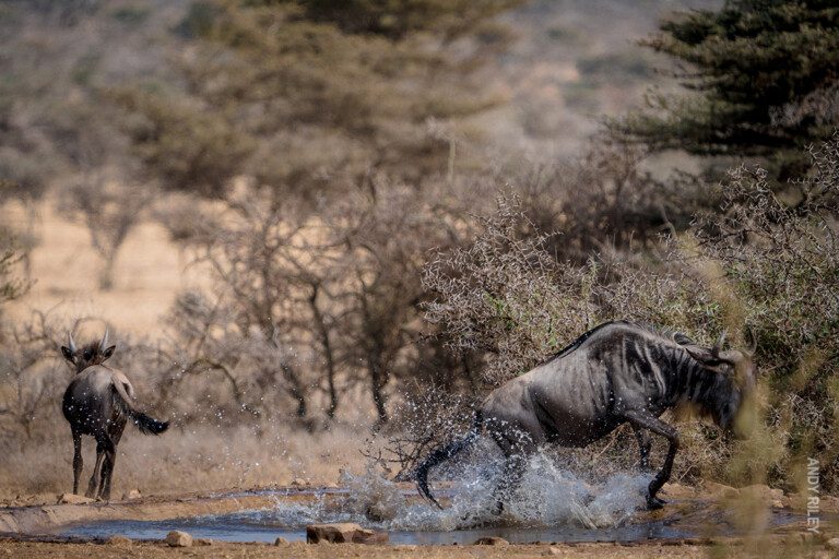 wildebeest splash at waterhole in eastern serengeti