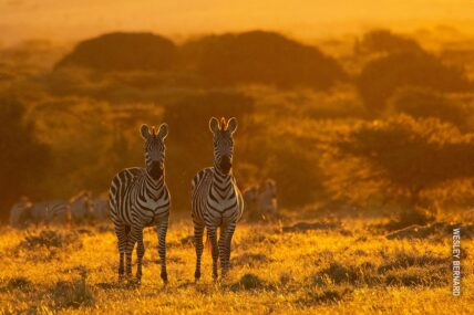 pair of zebras at sunset in serengeti