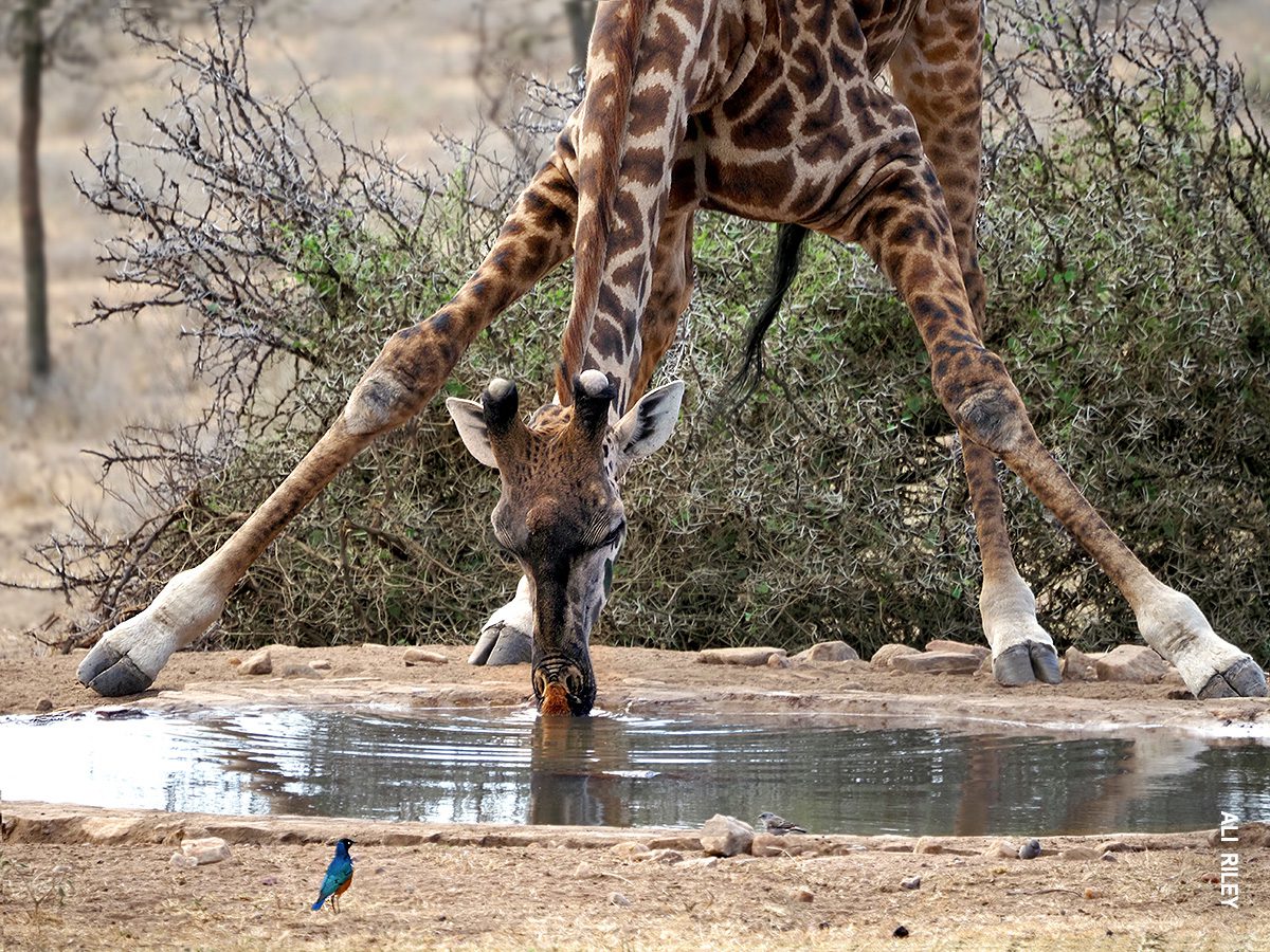 giraffe drinking from waterhole in eastern serengeti camp