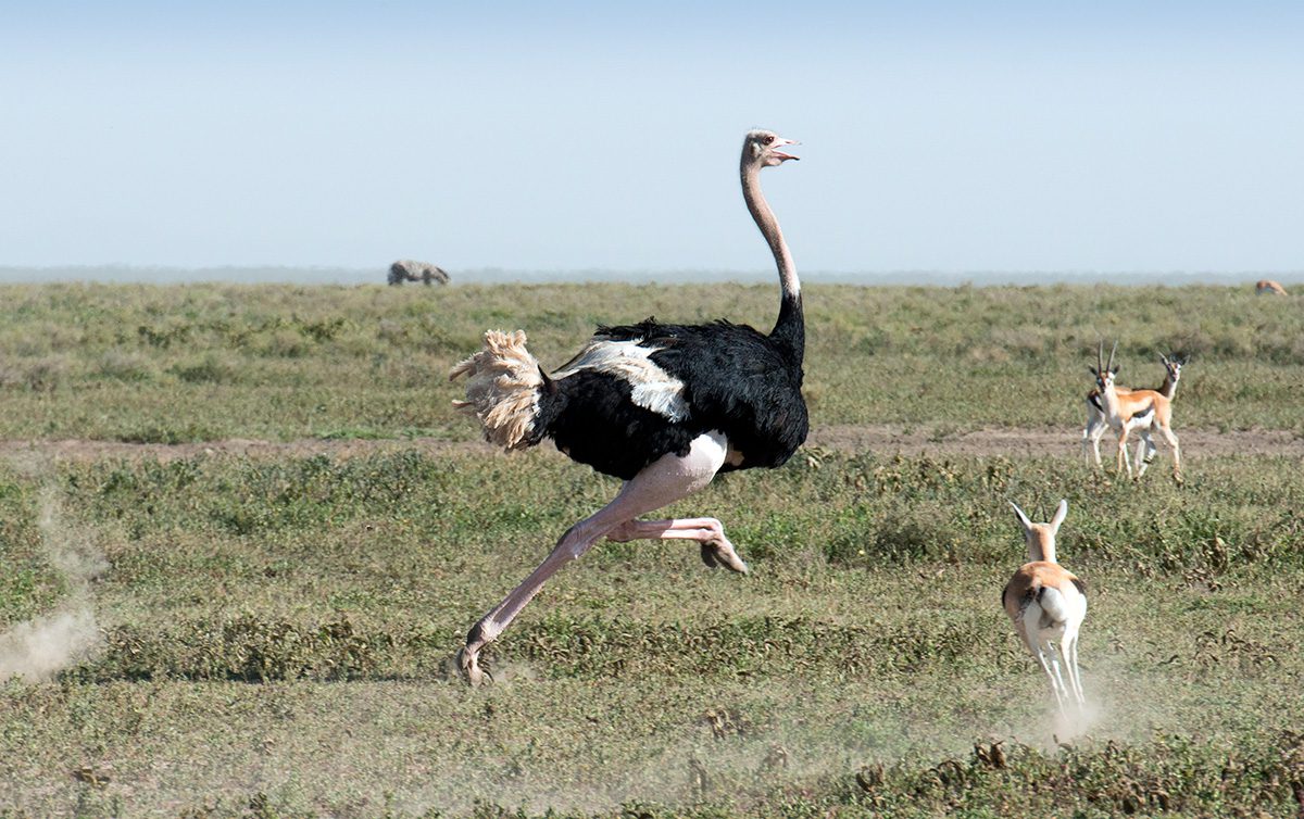 ostrich running in serengeti