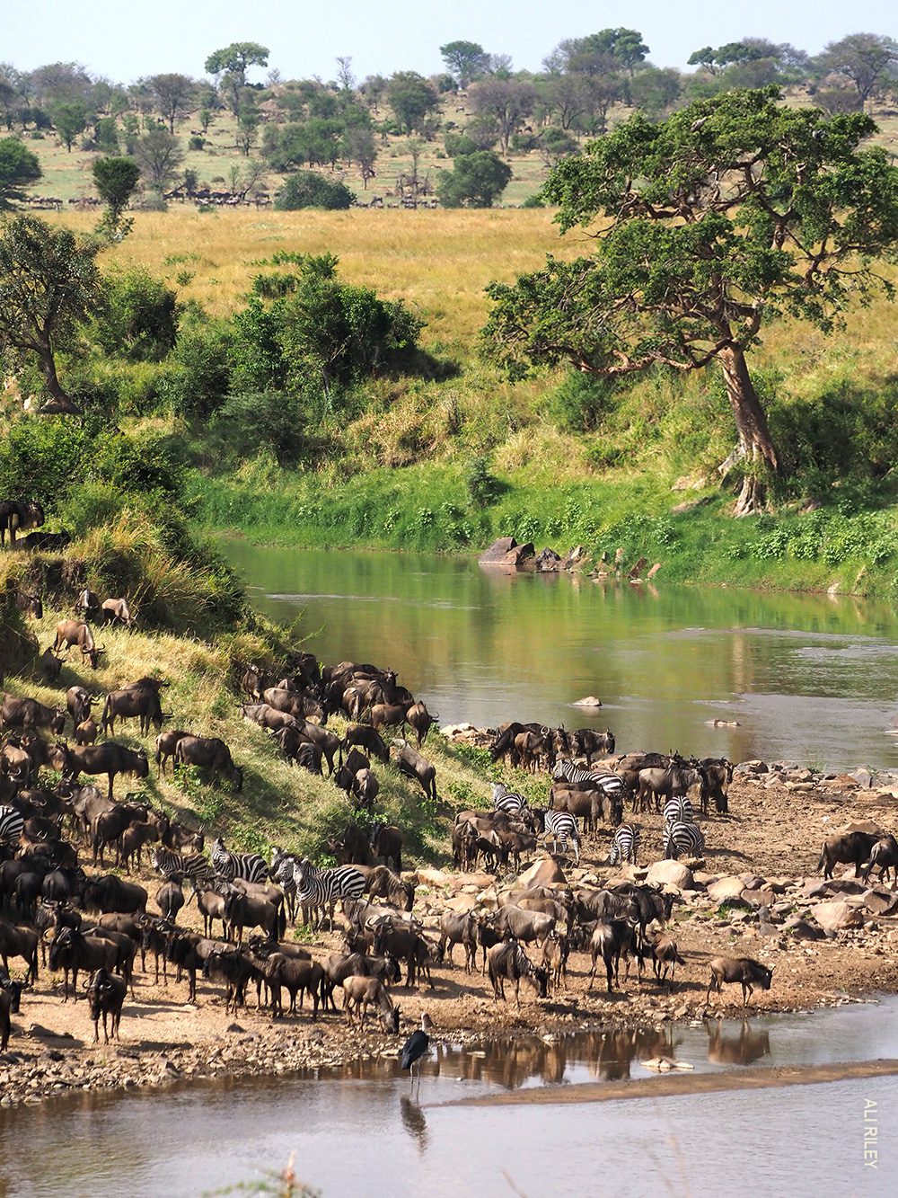 great migration at mara river banks