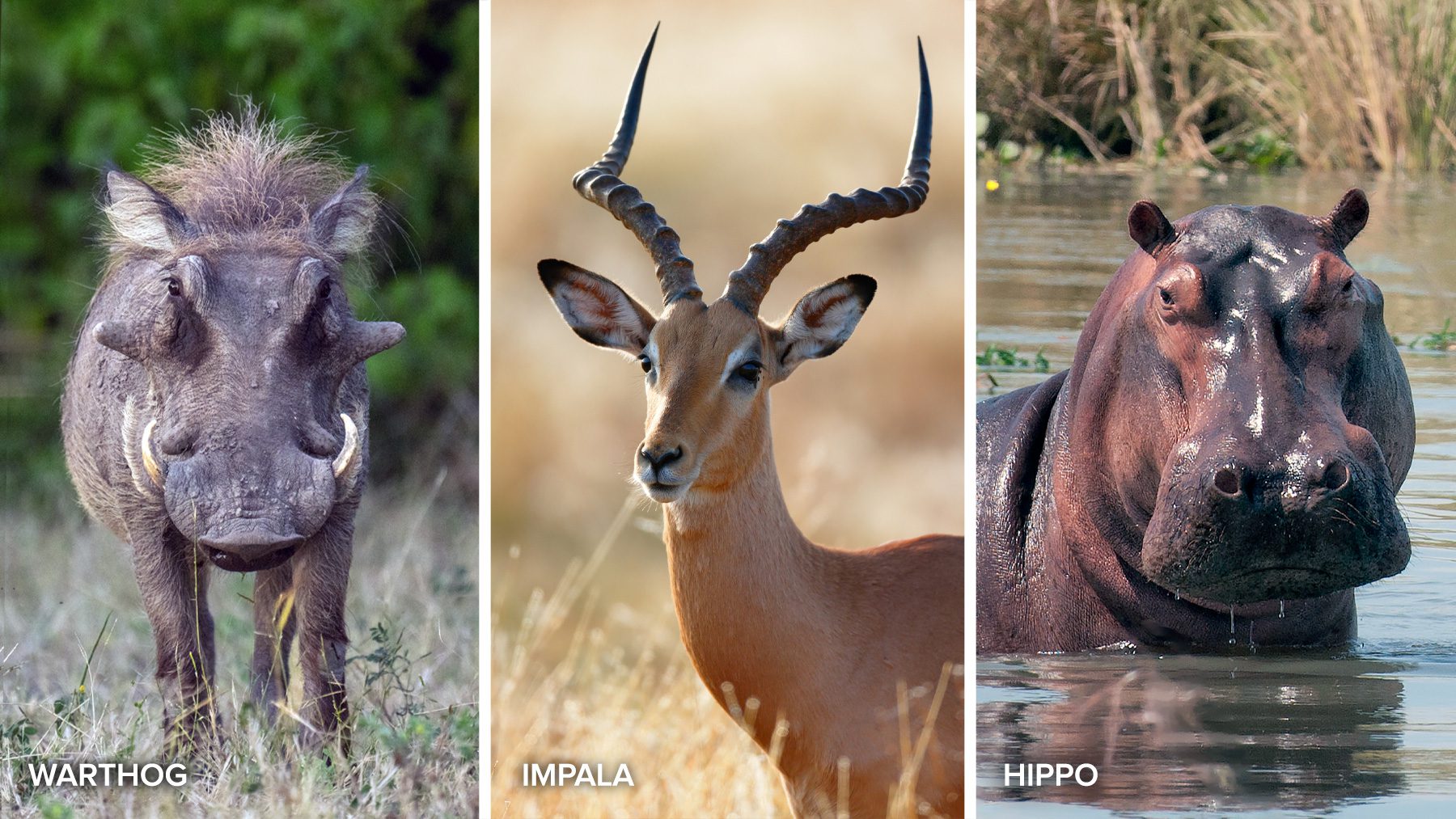 warthog impala and hippo quiz question
