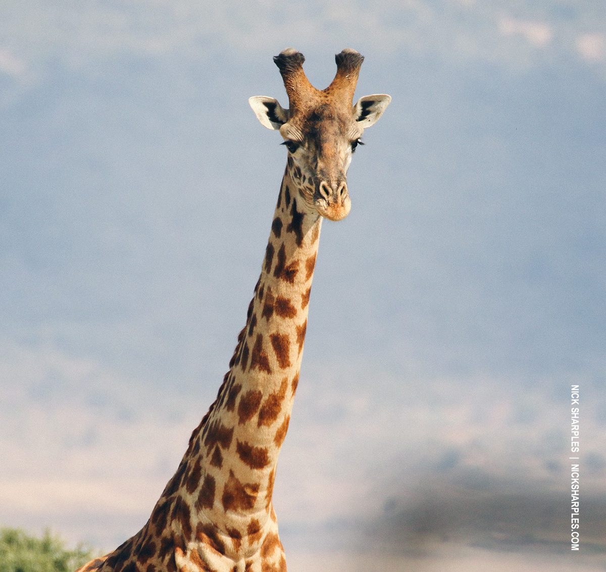 giraffe in eastern serengeti