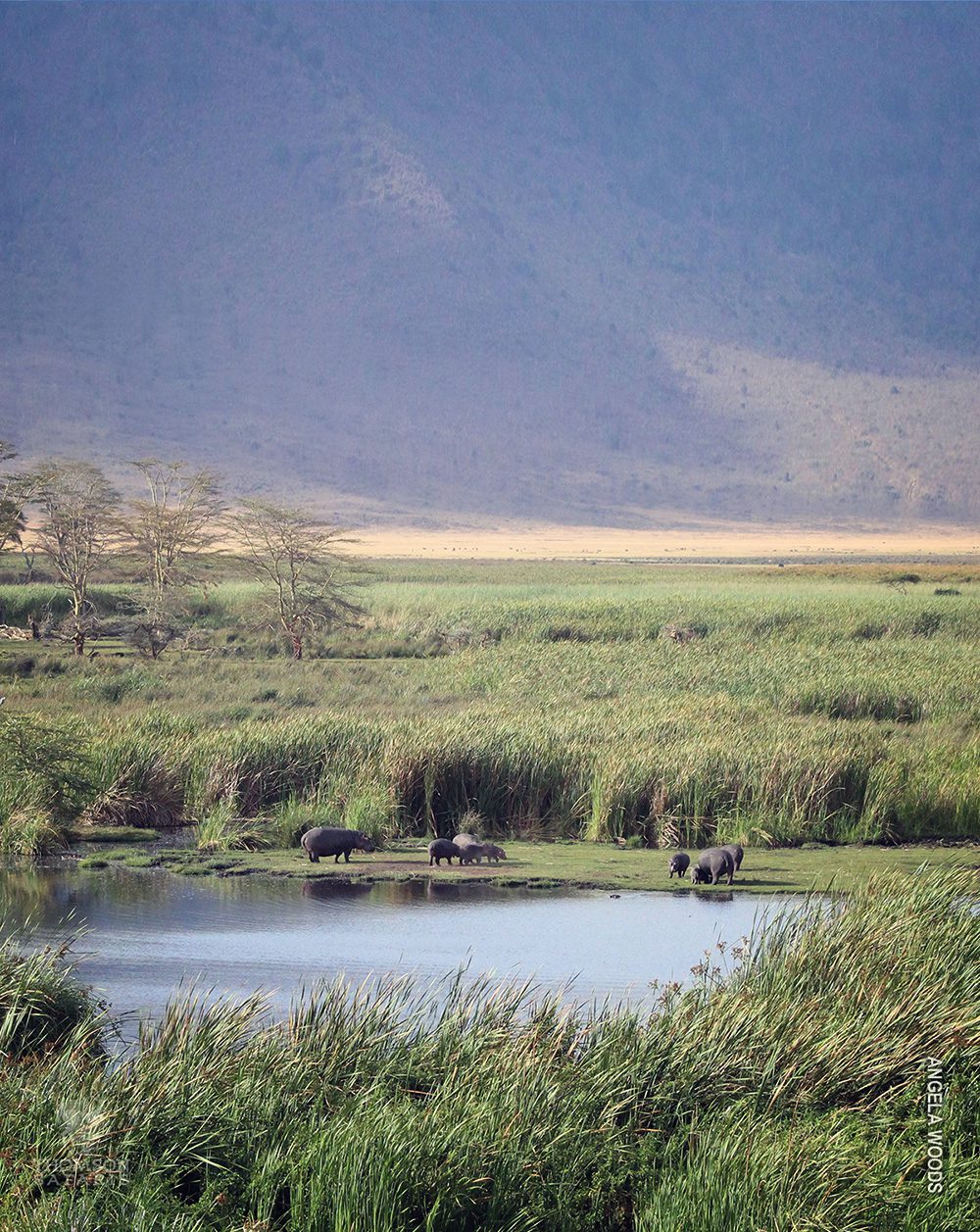 hippo pool in ngorongoro crater