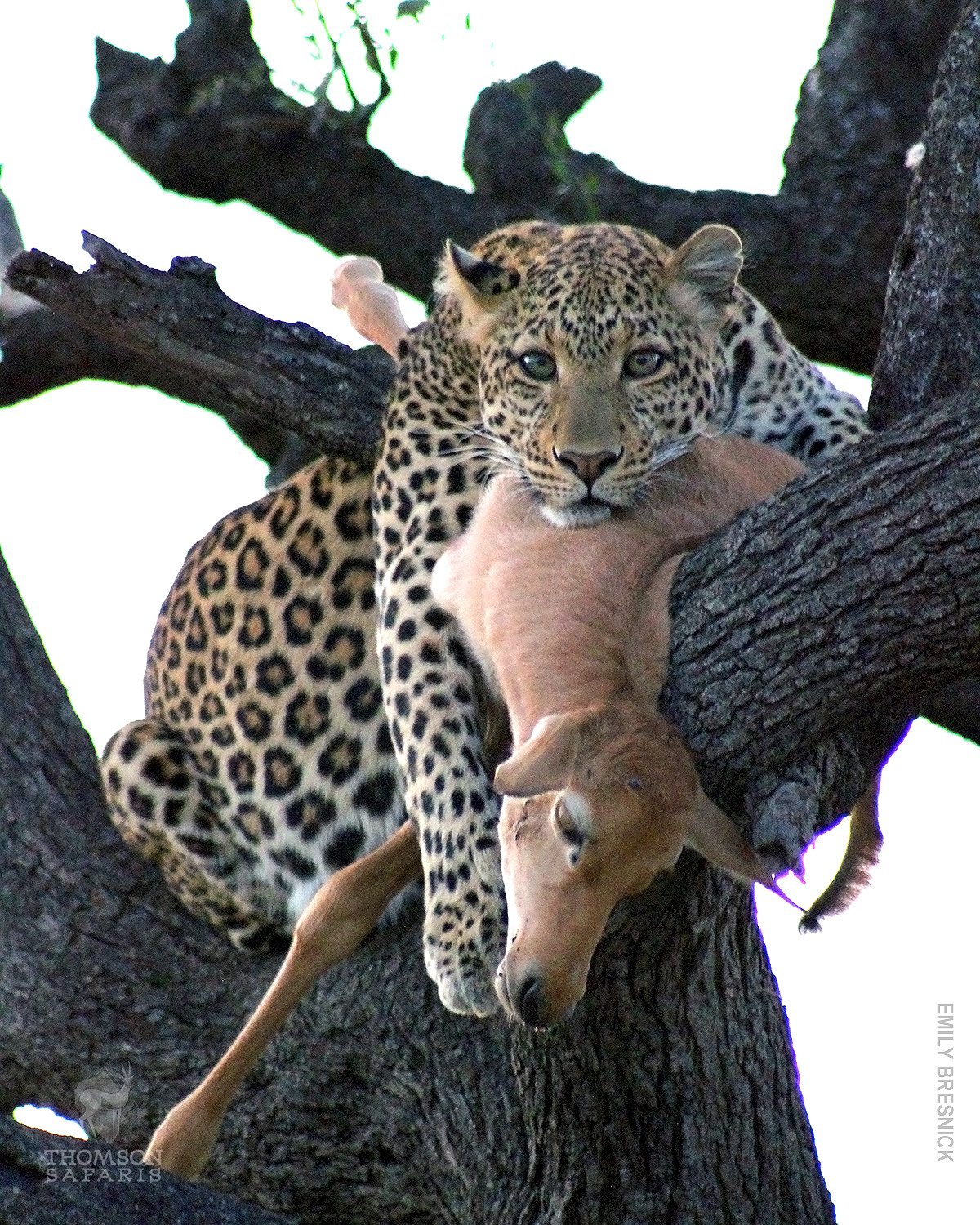 leopard in tree with kill