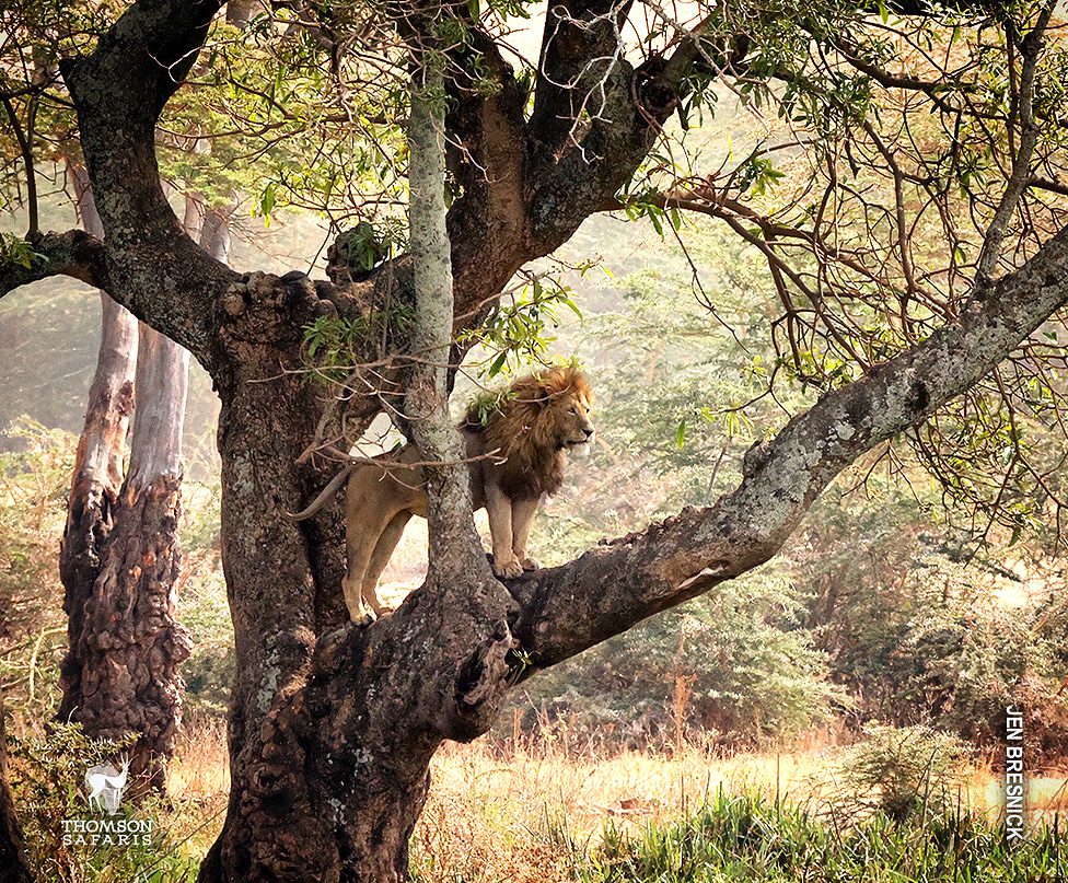 male lion in tree