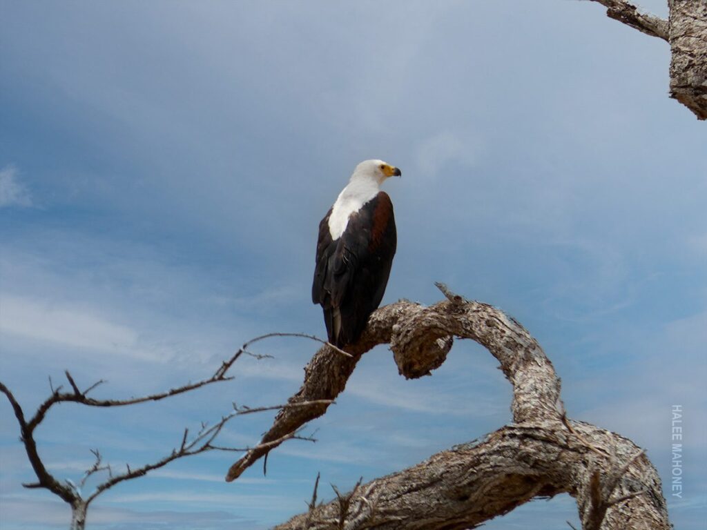 A Typical Day on Safari (and Why it’s Anything but Typical) - Thomson ...