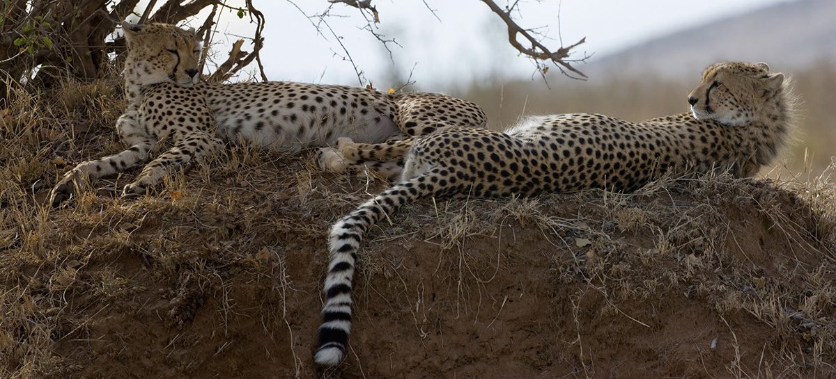 napping cheetahs in serengeti tanzania
