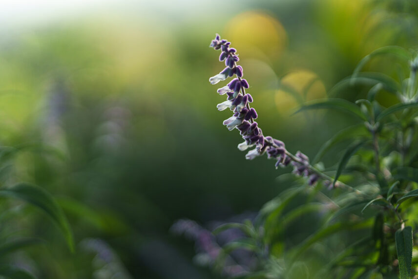 closeup of purple flower at gibbs farm