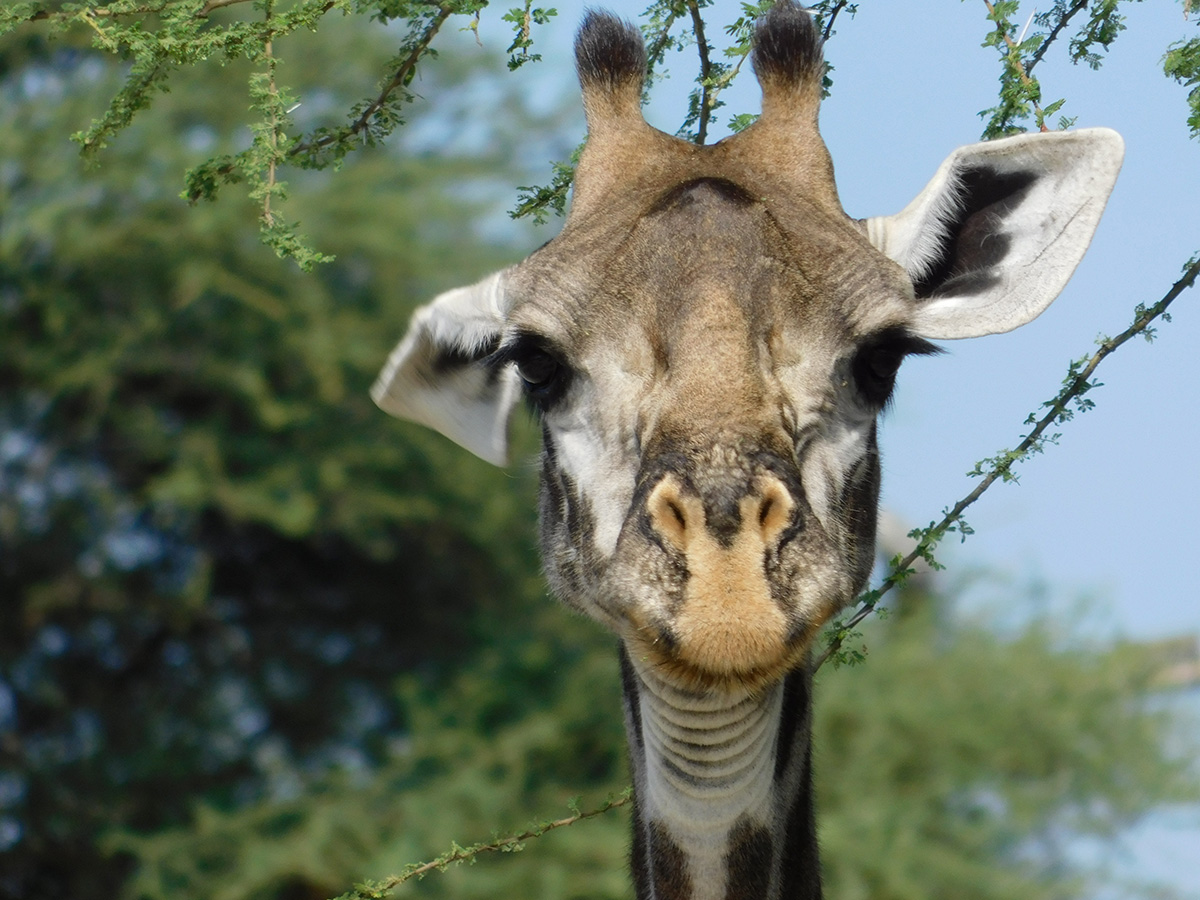 close up of giraffe head in tanzania