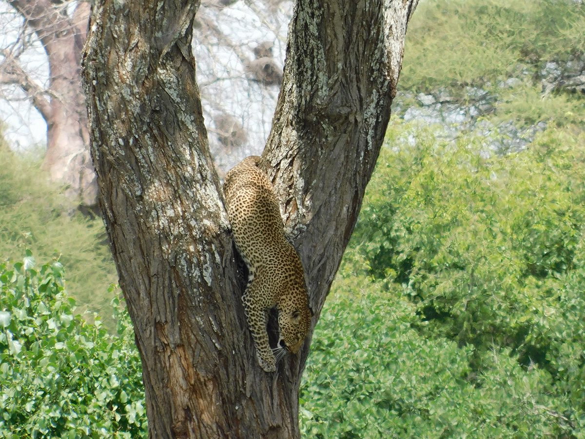 leopard climbing down tree in serengeti tanzania