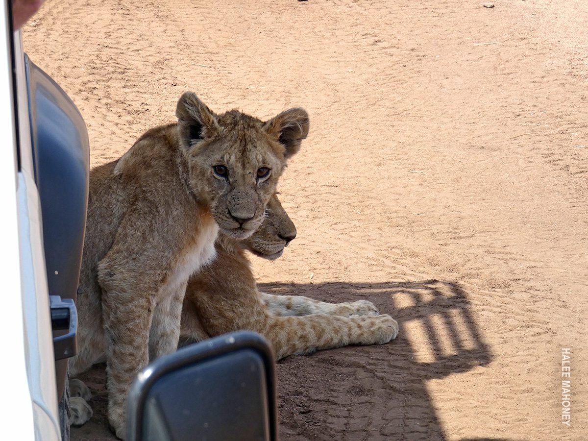 lion cubs find shade under land rover in serengeti