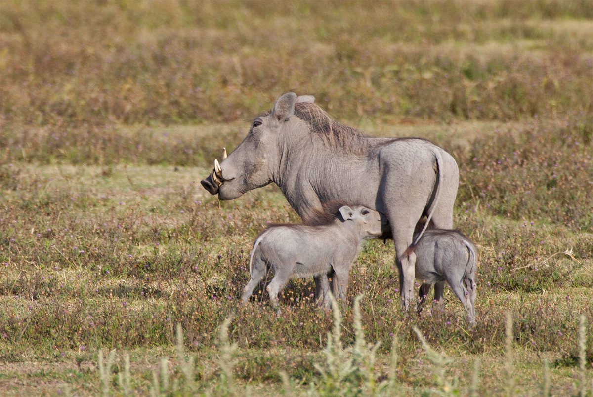 warthog mother nurses young in serengeti