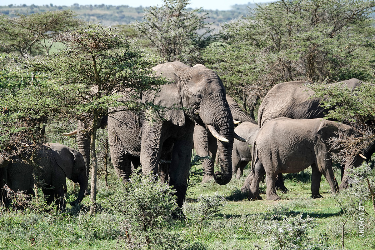 elephant herd feeding on acacia leaves