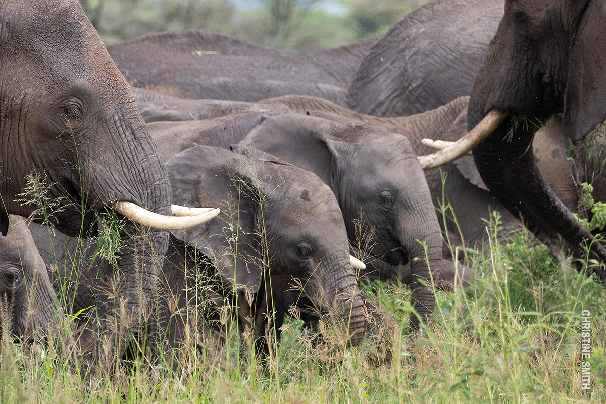herd of elephants in serengeti