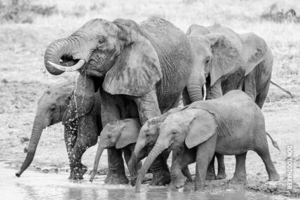 black and white photo of elephants at tarangire watering hole