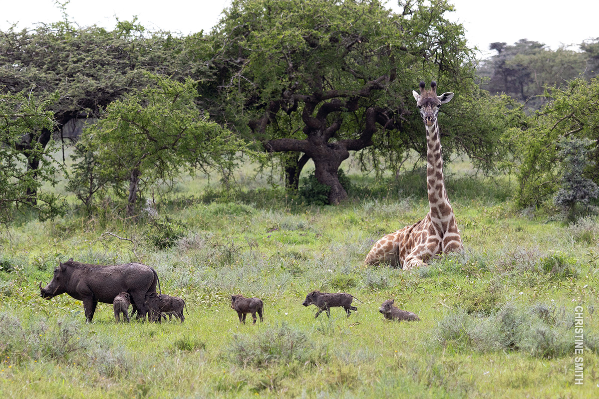 giraffe and warthog with wartlets