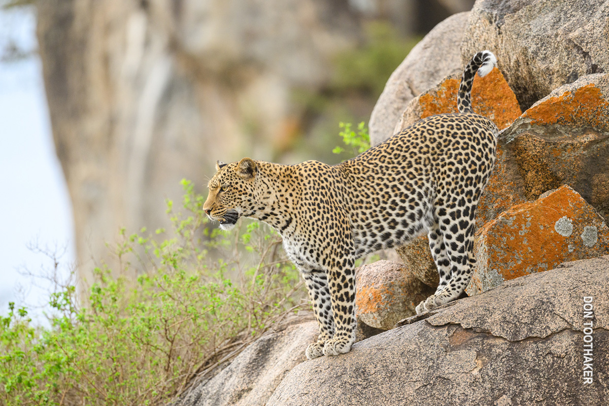 leopard surveys landscape from kopje in serengeti