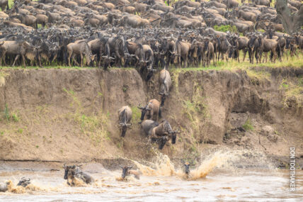 wildebeests starting a river crossing in tanzania