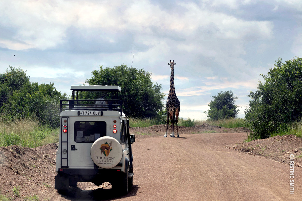 giraffe in front of thomson rover in serengeti
