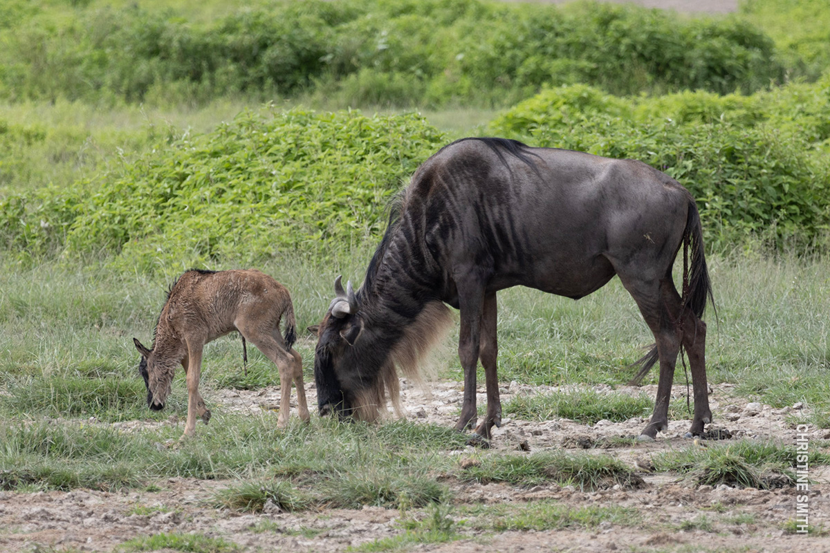 wildebeest calf born moments before