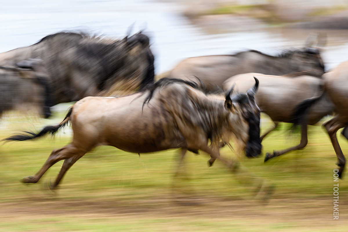 wildebeest herd running in serengeti