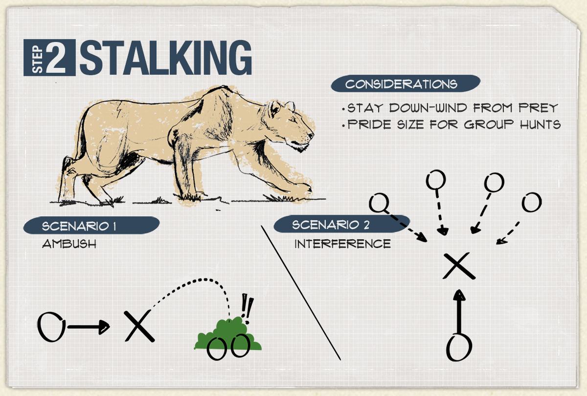 how a lion stalks when hunting prey
