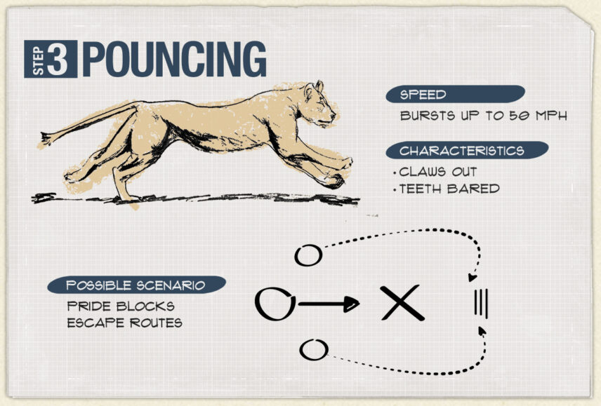 pouncing is step three in a lion hunt