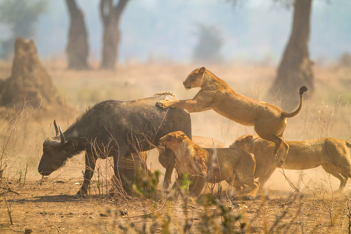 pride of lions hunt buffalo