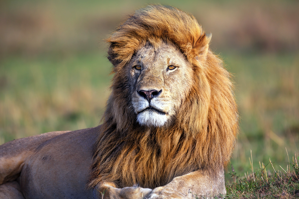 male lion in african plains